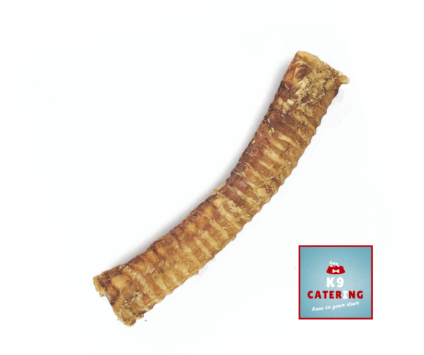 Giant 24cm Bully Tube (Dried Trachea)