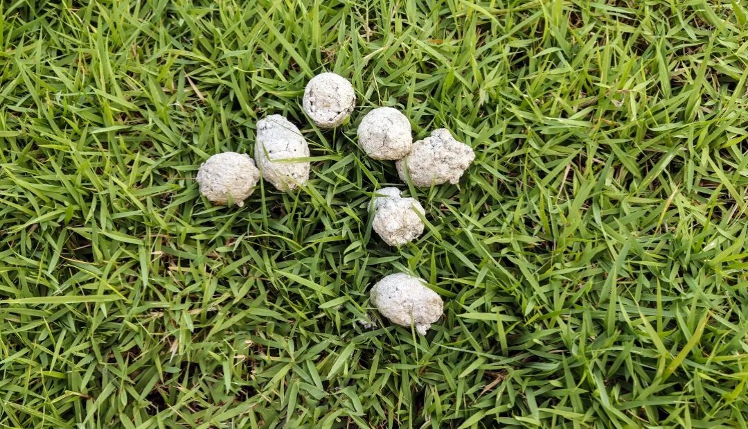 Why is my dog’s poo white?