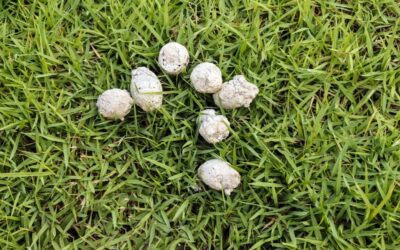 Why is my dog’s poo white?
