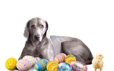 How to enjoy Easter safely with your dog