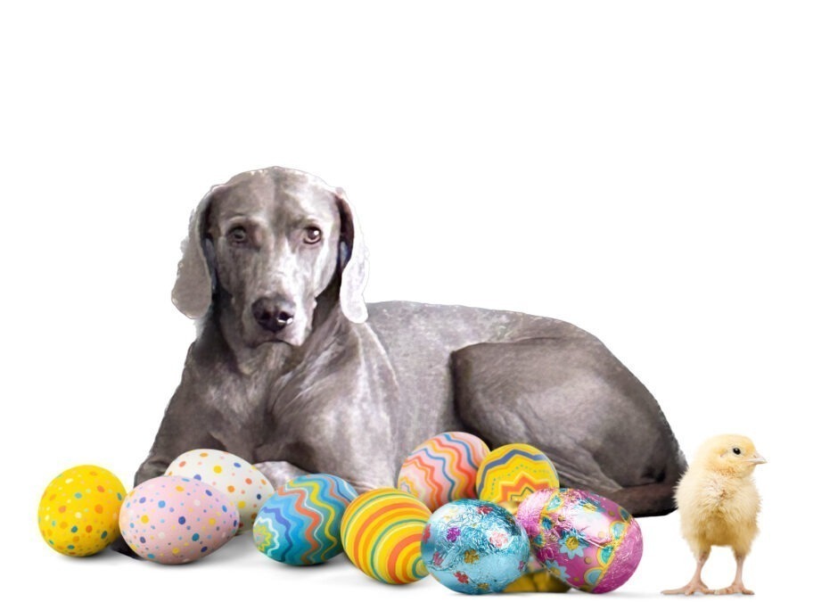 How to enjoy Easter safely with your dog