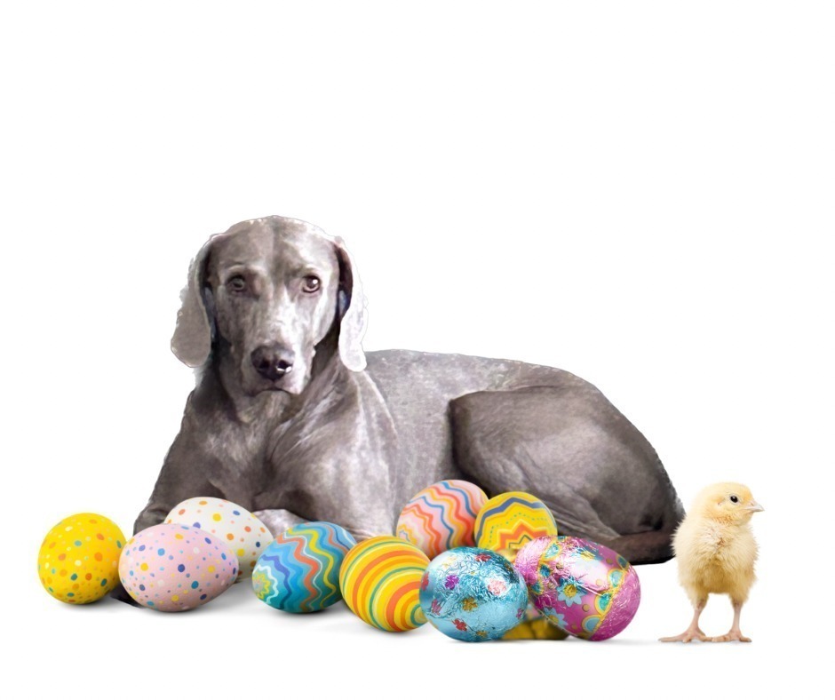 How to enjoy Easter safely with your dog