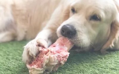 Chew on This: Raw Bones for a Brighter Smile and Healthier Dog