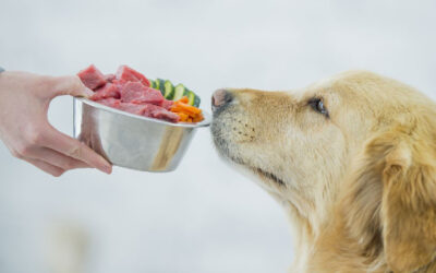 Transitioning a dog on to raw food