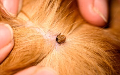 What I can do to protect my pet from fleas and ticks