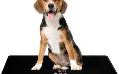 How To Help My Dog Gain Weight