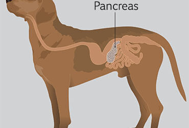 A Guide to Raw Feeding After Pancreatitis