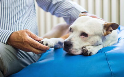 Understanding Alabama Rot: Symptoms, Treatment, and Prevention 