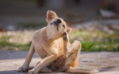 Banishing the Itch: Understanding and Addressing Your Dog’s Itchy Woes