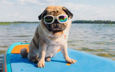 Why Dogs Eat Less When It’s Hot & How to Keep Them Hydrated