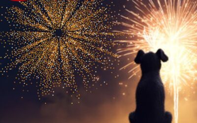 How to help your dog during Fireworks