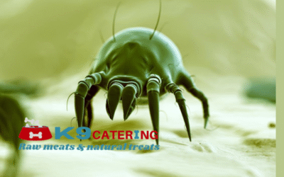Dust and Mould: Hidden Allergens That Flare Up During Cleaning
